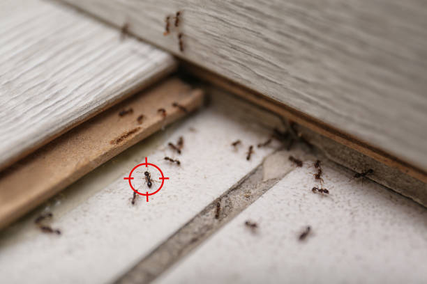 Spider Control Near Me in Butler, WI